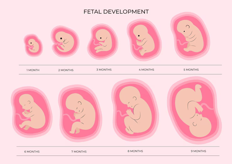 Fetal Growth Chart Week by Week: Size and Weight of the Fetus